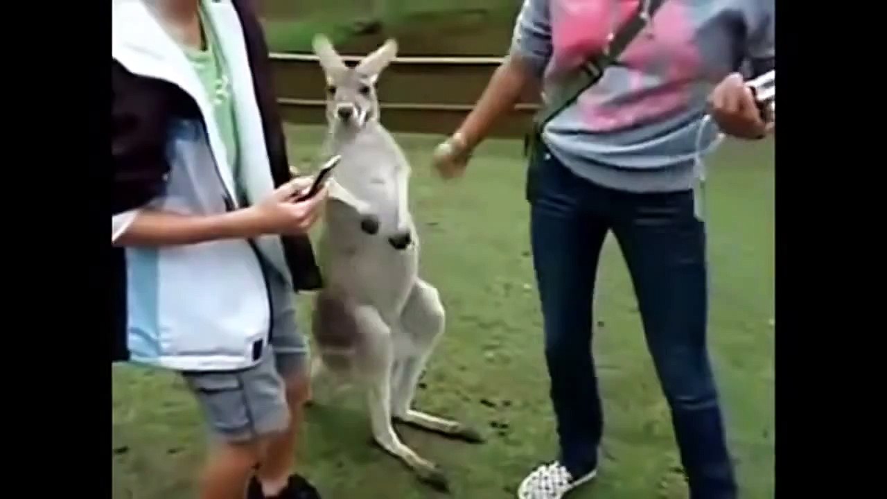 Best Funny Animals Doing Stupid Things