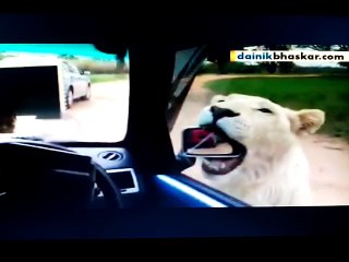 Lions attacking Tourist car