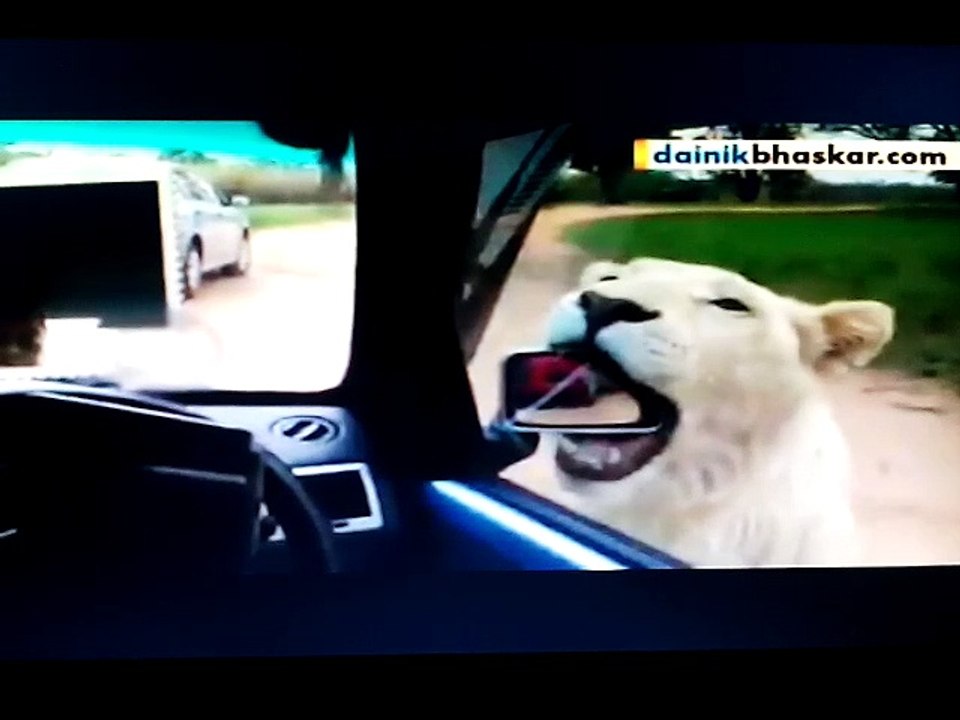 Lions attacking Tourist car