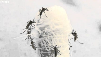 PRESIDENTI OBAMA NJOFTON FOND EMERGJENECE PER PASOJAT E VIRUSIT ZIKA LAJM