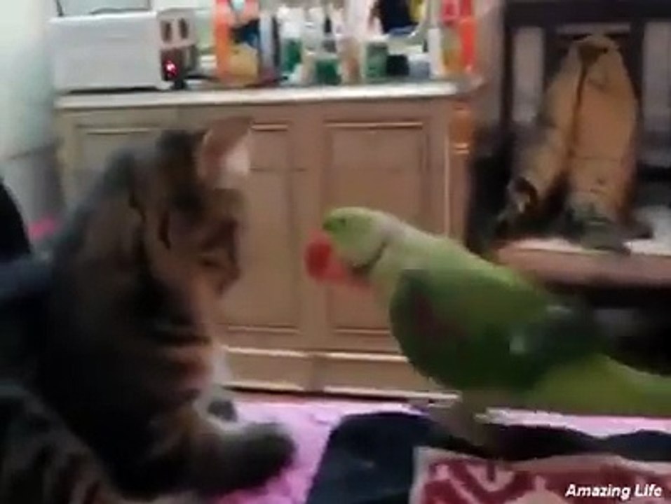 Funny Cats & Parrots
