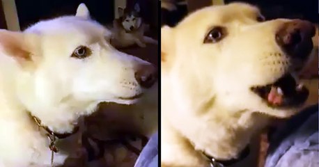 Dog Sings And Then It Happens