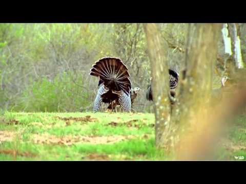 Primos The Truth About Hunting - Turkeys in Oklahoma