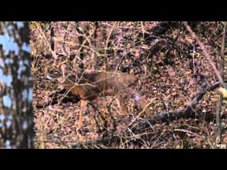 Big Boys Adventures TV - Kansas Koss Buck