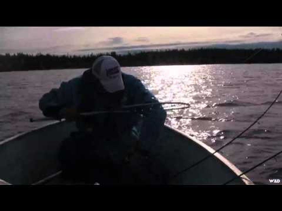 Maximum Limit Fishing - Namushka Walleye