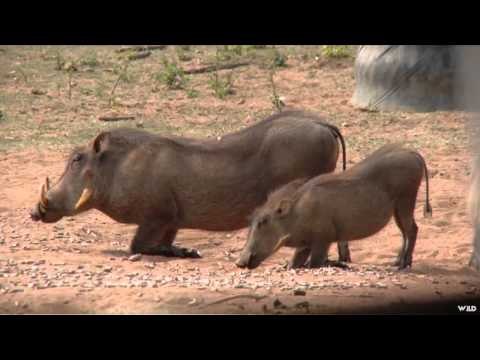 Safari Hunters Journal - Kwalata Kid