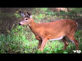 The Canadian Tradition - Filling The Freezer