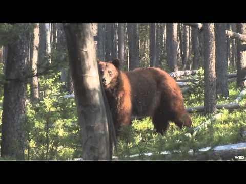 Life at Table Mountain - Black Bear Hunt With The New Mathews Passion