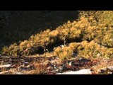 OutfittersRatingTV - New Zealand Tahr and Chamois