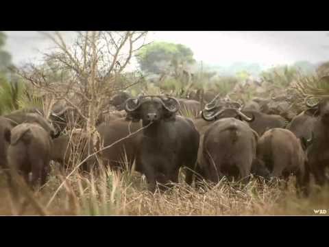 Aim On Africa - Big Herds of Cape Buffalo