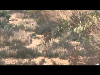 Pig Man The Series - South Texas Whitetail