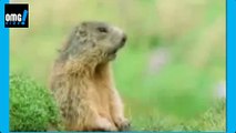 funny video animal with human voice 2 - omg video