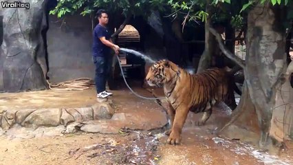 L'heure du bain pour ce gros tigre.... Job dangereux!