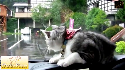 Улетное и веселое видео с котами !!! Funny Cats