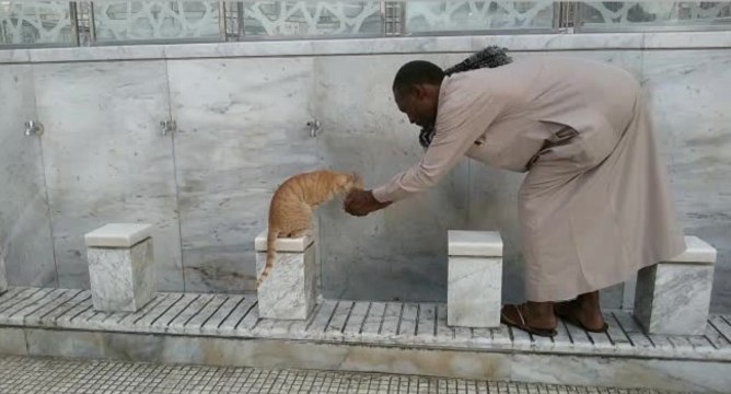 Un chat demande à boire à un homme devant une mosquée