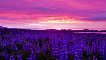 Midnight Sun | Iceland