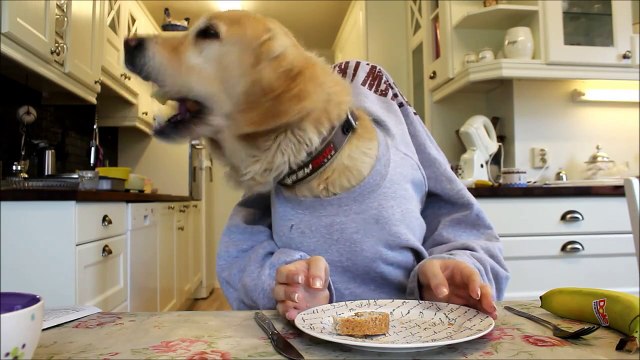 Freshpet Holiday Feast - 13 Dogs and 1 Cat Eating with Human Hands - Freshpet
