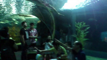 Beautiful Sea creature in aquarium at Siam ocean world Bangkok Thailand