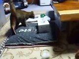 ☆lol play a prank on the funny cat 　　(pet kitty kitten animal video movie youtube)