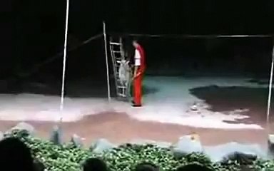 A Monkey on a Goat on a Cup on a Tightrope_(640x360)