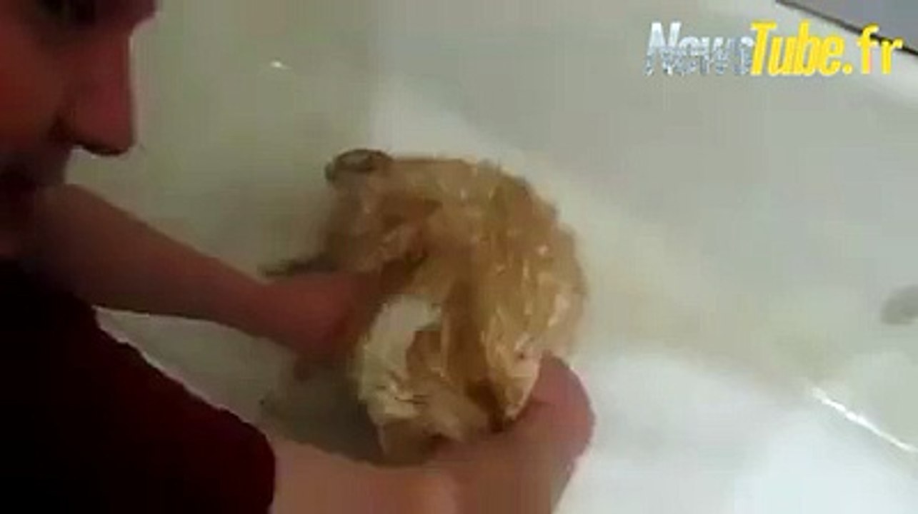 le malheur du chat