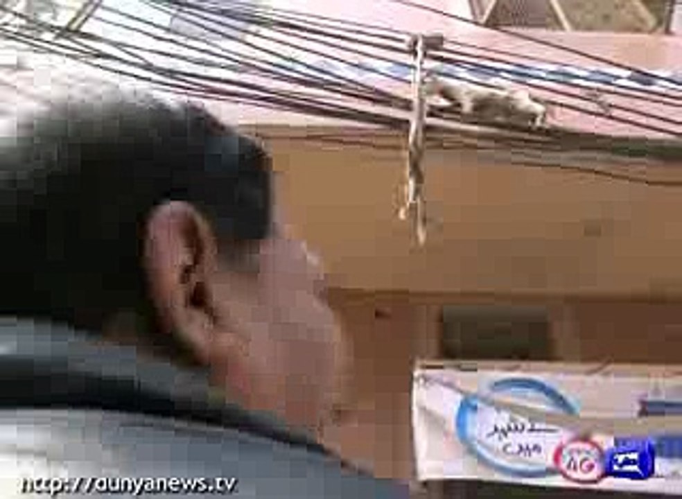 cat funny 2016+2017