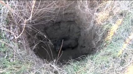 Çukurda Mahsur Kalan Domuz Kurtarıldı