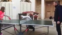 Dog follows the ball while owners play ping pong