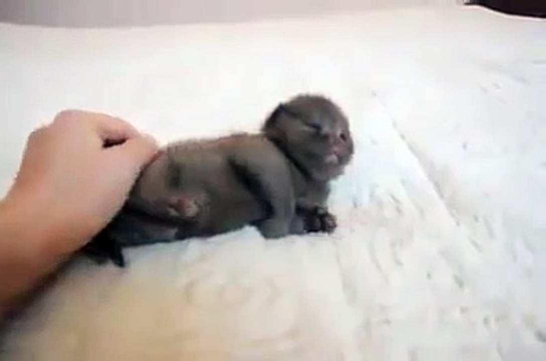 How Cute -)
