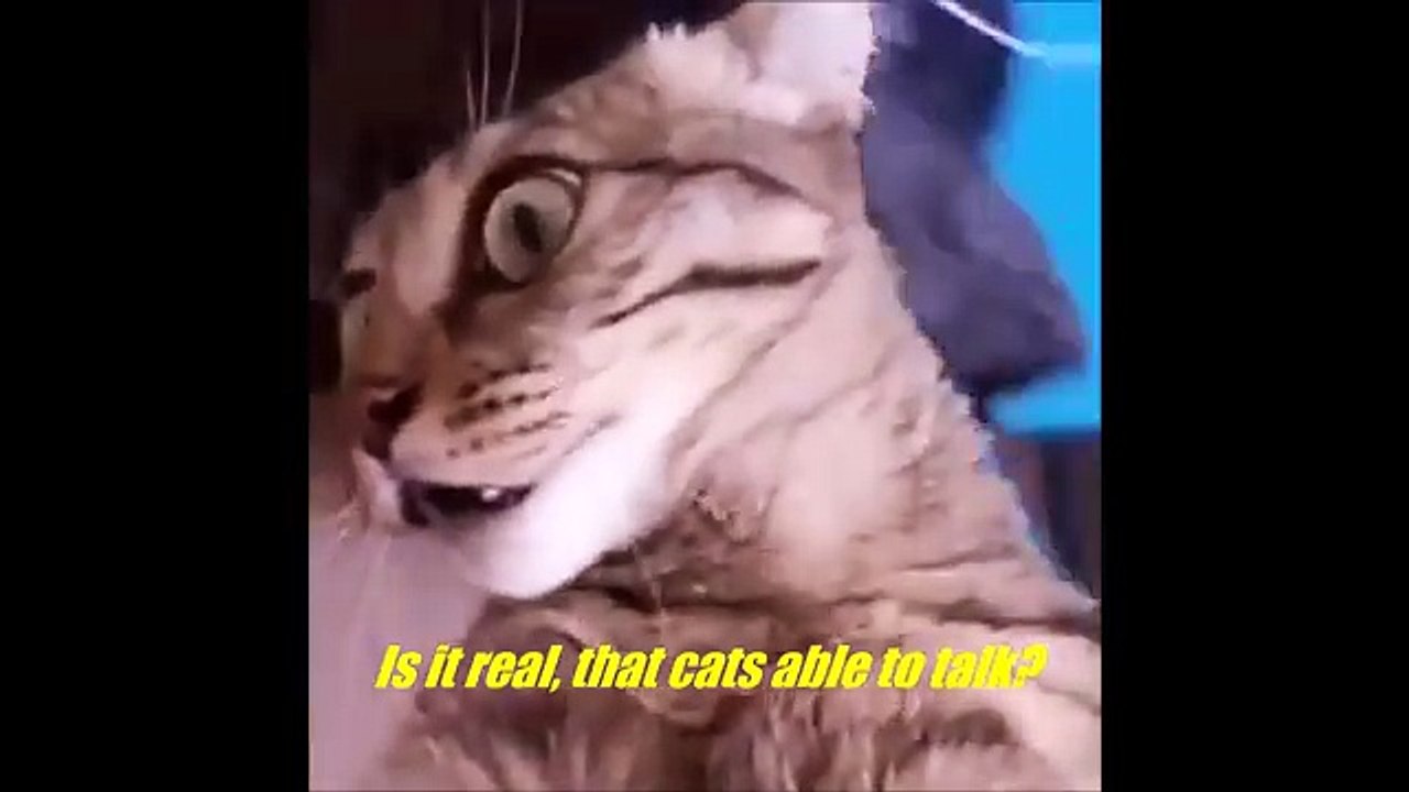 Interstellar Cat - Docking Scene