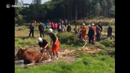Police and villagers rescue cow trapped in marshland