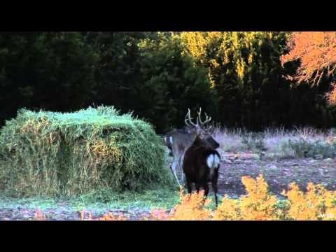 Northwest Hunter - Rio Bonita Sheep Slam Part 1