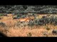 Cabelas Ultimate Adventures - Table Mountain Pronghorns