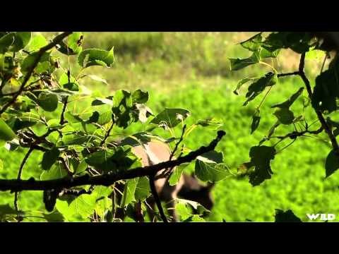 Hunting Canada and Beyond - Kids ElkMule Deer