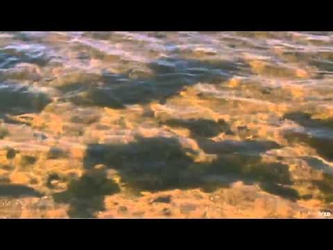 Silent Invaders - Lake Michigan