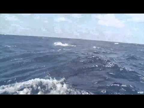 The Virgin Fisherman - Fishing For Marlin