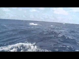 The Virgin Fisherman - Fishing For Marlin