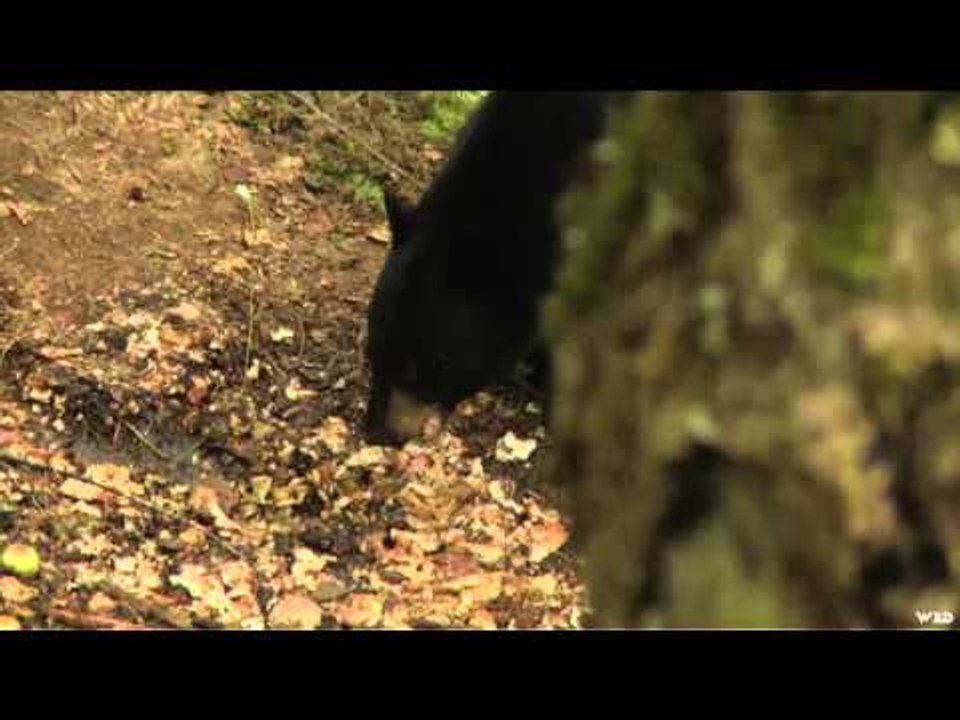 Best of Bull Run - Farmland Bears