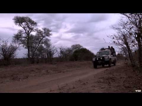 Safari Hunters Journal - Steve Buffalo