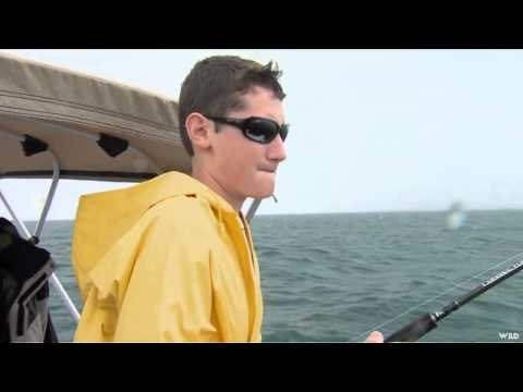 Fishful Thinking - SpinNGlow Lakers and Agitator Salmon