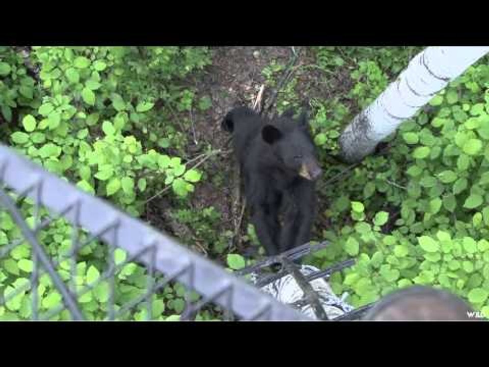 The Canadian Guide Life - Bears
