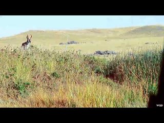 The Real Canadian Joes - Wyoming Pronghorn