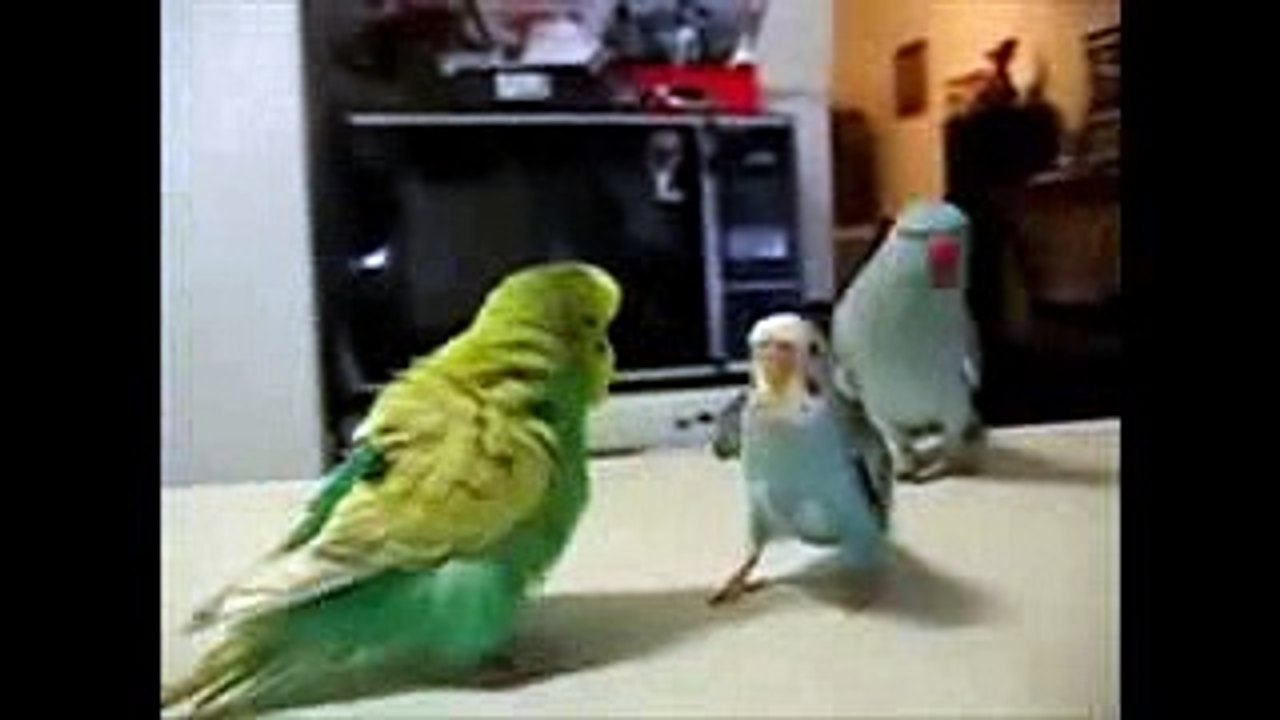 Три дружка ㋛ ведут беседу ❤ ❤ ❤