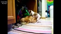 CATS vs DOGS ★ Mating FAIL COMPILATION 2014 (18 ) - الحيوانات الجنس