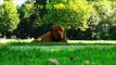 FAMOUS DOG GIGOLOS (18+) - Famoso perro Gigolos - الحب الحيوان