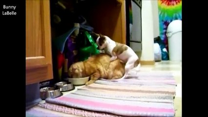 Mating FAIL COMPILATION 2014 ★ CATS vs DOGS (18+) - الحيوانات الجنس