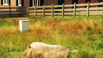 The LOVE PIG (18+) - El amor de cerdo - الحب الحيوان