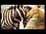 You did not see before and after : Battle of life or death between lion and zebra, but the surprise Show, zebra attack lion, zebra and lion, zebra vs lion