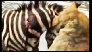 You did not see before and after : Battle of life or death between lion and zebra, but the surprise Show, zebra attack lion, zebra and lion, zebra vs lion