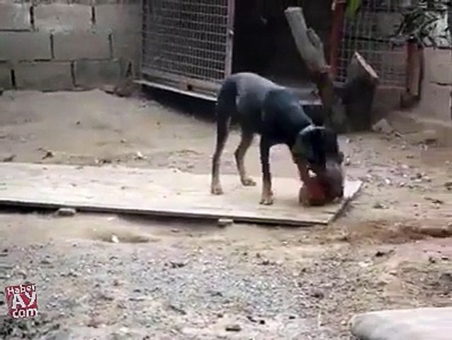 funny Dog vs hen